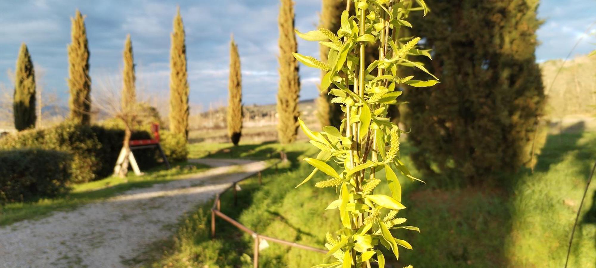 I Salici Agriturismo Badia Agnano Exterior foto